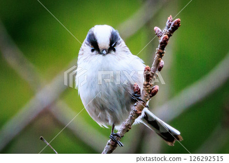Long-tailed long-tailed small white bird popular for its cute gestures 126292515