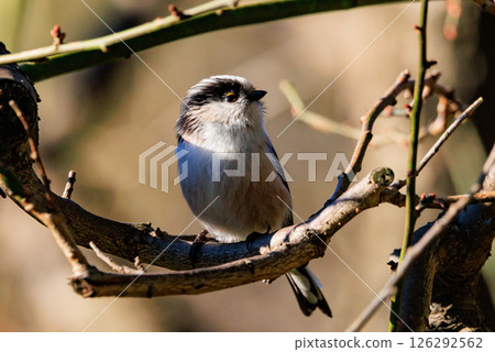 長尾長尾小白鳥因其可愛的手勢而廣受歡迎 長尾長尾小白鳥因其可愛的手勢而廣受歡迎 126292562
