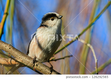 Long-tailed long-tailed small white bird popular for its cute gestures 126292565