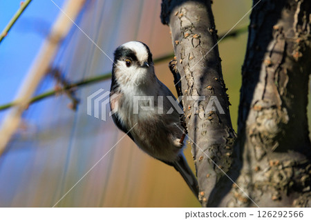 Long-tailed long-tailed small white bird popular for its cute gestures 126292566