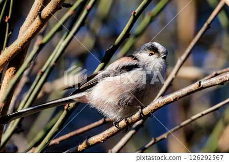 Long-tailed long-tailed small white bird popular for its cute gestures 126292567