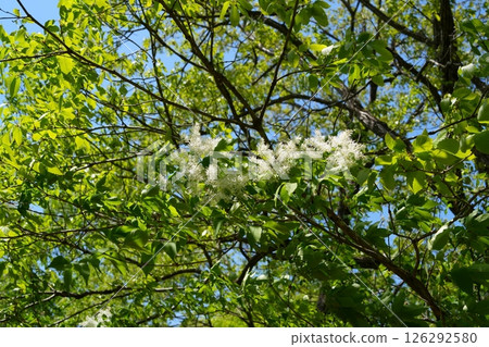 Flower of Hinatsubotago 126292580