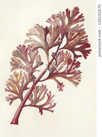 Illustration of medicinal plant Chondrus crispus. Illustration of generative AI 126292670