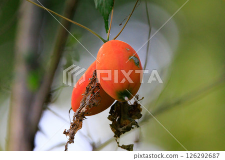 黑三葉草是一種雌雄同株的藤本植物，果實為黃色，可用作草藥。 126292687