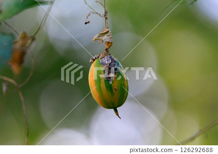 黑三葉草是一種雌雄同株的藤本植物，果實為黃色，可用作草藥。 126292688