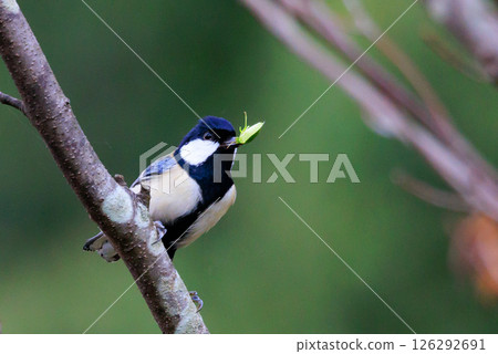 熟悉的野鳥大山雀與可愛的胸口 126292691