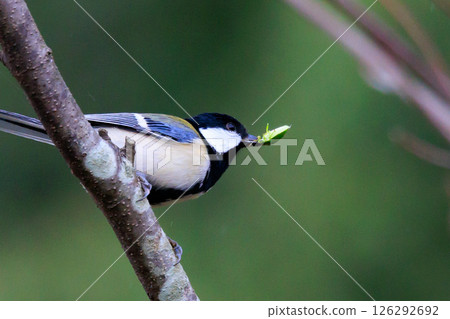 熟悉的野鳥大山雀與可愛的胸口 熟悉的野鳥大山雀與可愛的胸口 126292692