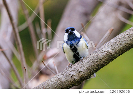 Familiar wild bird great tit with a cute chest tie Familiar wild bird great tit with a cute chest tie 126292696