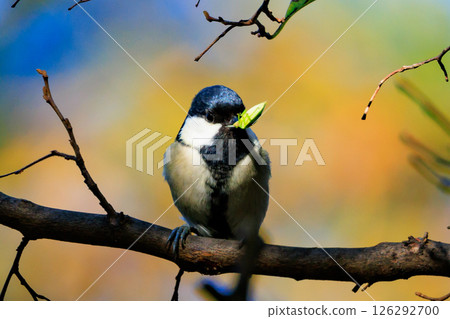 熟悉的野鳥大山雀與可愛的胸口 熟悉的野鳥大山雀與可愛的胸口 126292700