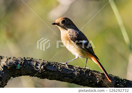 A female Daurian Redstart, a winter bird loved for its cute behavior and nicknamed Joviko. 126292732