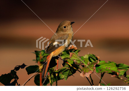 雌性達烏爾紅尾鴝是一種冬季鳥類，因其可愛的行為而受到人們的喜愛，綽號為喬維科。 126292736