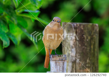 A female Daurian Redstart, a winter bird loved for its cute behavior and nicknamed Joviko. 126292740