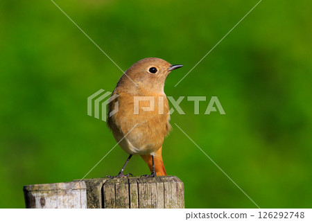 雌性達烏爾紅尾鴝是一種冬季鳥類，因其可愛的行為而受到人們的喜愛，綽號為喬維科。 126292748