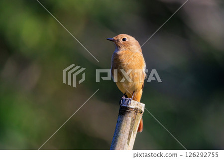 A female Daurian Redstart, a winter bird loved for its cute behavior and nicknamed Joviko. A female Daurian Redstart, a winter bird loved for its cute behavior and nicknamed Joviko. 126292755