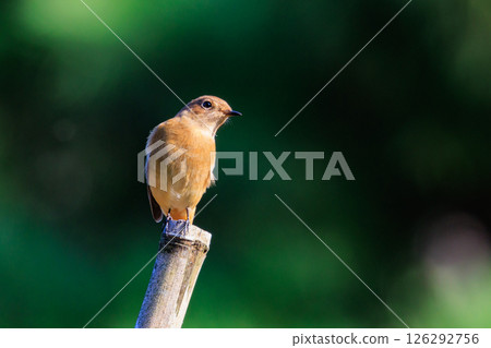 A female Daurian Redstart, a winter bird loved for its cute behavior and nicknamed Joviko. 126292756