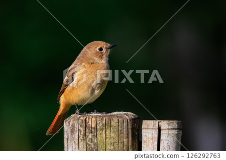 雌性達烏爾紅尾鴝是一種冬季鳥類，因其可愛的行為而受到人們的喜愛，綽號為喬維科。 126292763