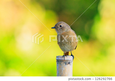 雌性達烏爾紅尾鴝是一種冬季鳥類，因其可愛的行為而受到人們的喜愛，綽號為喬維科。 126292766