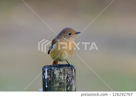 A female Daurian Redstart, a winter bird loved for its cute behavior and nicknamed Joviko. A female Daurian Redstart, a winter bird loved for its cute behavior and nicknamed Joviko. 126292767
