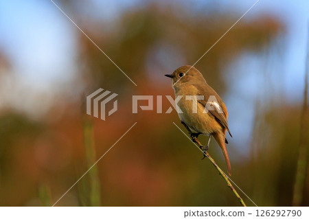 雌性達烏爾紅尾鴝是一種冬季鳥類，因其可愛的行為而受到人們的喜愛，綽號為喬維科。 126292790