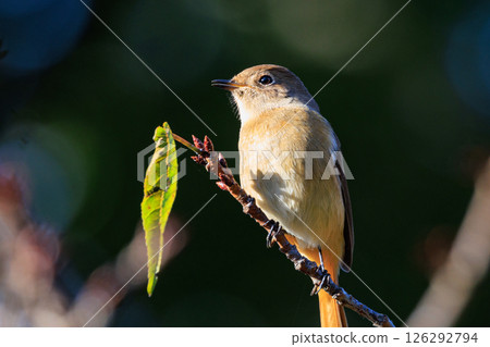 A female Daurian Redstart, a winter bird loved for its cute behavior and nicknamed Joviko. A female Daurian Redstart, a winter bird loved for its cute behavior and nicknamed Joviko. 126292794