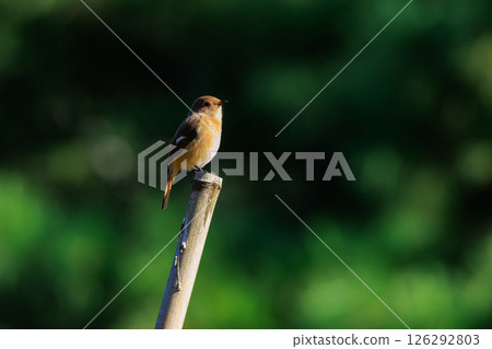 雌性達烏爾紅尾鴝是一種冬季鳥類，因其可愛的行為而受到人們的喜愛，綽號為喬維科。 126292803