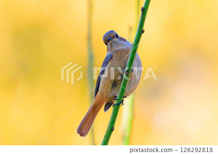 雌性達烏爾紅尾鴝是一種冬季鳥類，因其可愛的行為而受到人們的喜愛，綽號為喬維科。 126292818
