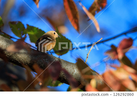 A female Daurian Redstart, a winter bird loved for its cute behavior and nicknamed Joviko. A female Daurian Redstart, a winter bird loved for its cute behavior and nicknamed Joviko. 126292860