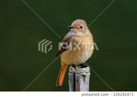 雌性達烏爾紅尾鴝是一種冬季鳥類，因其可愛的行為而受到人們的喜愛，綽號為喬維科。 126292871