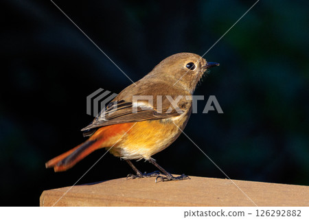 雌性達烏爾紅尾鴝是一種冬季鳥類，因其可愛的行為而受到人們的喜愛，綽號為喬維科。 126292882