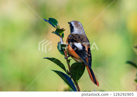 可愛的冬季鳥類達里安Redstart 126292905