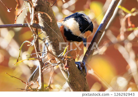 Varied tit, a dexterous bird that imitates singing and performs tricks 126292943
