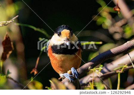 Varied tit, a dexterous bird that imitates singing and performs tricks 126292946