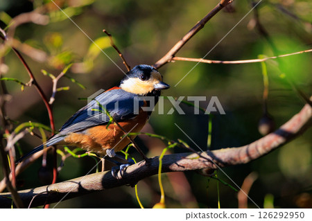 Varied tit, a dexterous bird that imitates singing and performs tricks Varied tit, a dexterous bird that imitates singing and performs tricks 126292950