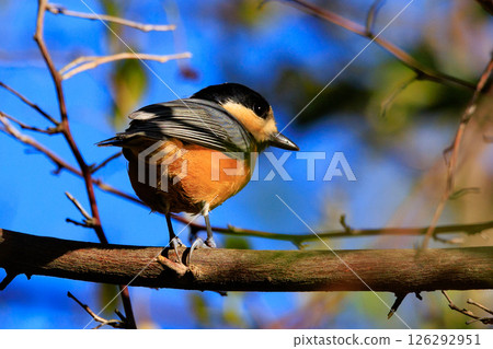 Varied tit, a dexterous bird that imitates singing and performs tricks Varied tit, a dexterous bird that imitates singing and performs tricks 126292951