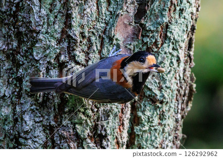 Varied tit, a dexterous bird that imitates singing and performs tricks 126292962