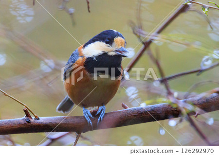 Varied tit, a dexterous bird that imitates singing and performs tricks Varied tit, a dexterous bird that imitates singing and performs tricks 126292970