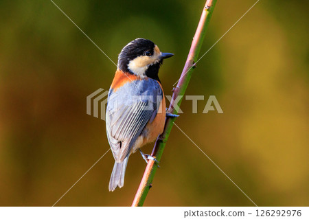Varied tit, a dexterous bird that imitates singing and performs tricks 126292976