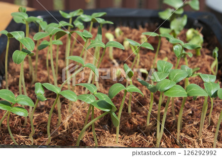 Green tomato and pepper seedlings grown from seeds are ready for planting in the garden. Green tomato and pepper seedlings grown from seeds are ready for planting in the garden. 126292992