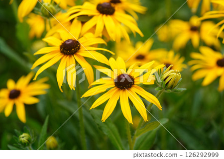 Blooming bright yellow coneflower. Echinacea, yellow coneflower or rudbeckia Blooming bright yellow coneflower. Echinacea, yellow coneflower or rudbeckia 126292999