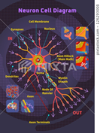 Detailed educational neuroscience diagram of neuron cell showing axon hillock dendrite structure and biology science concepts 126293008