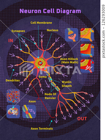 Detailed educational neuroscience diagram of neuron cell showing axon hillock dendrite structure and biology science concepts 126293009