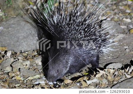 印度泰特加米嵐 印度泰特加米嵐 126293010