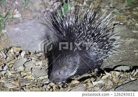 印度泰特加米嵐 印度泰特加米嵐 126293011