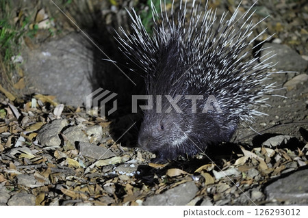 印度泰特加米嵐 印度泰特加米嵐 126293012