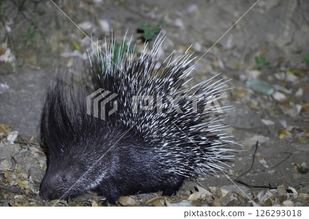 印度泰特加米嵐 印度泰特加米嵐 126293018