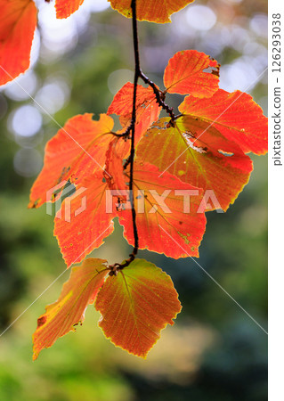 Autumn in the park colored like a brocade 126293038