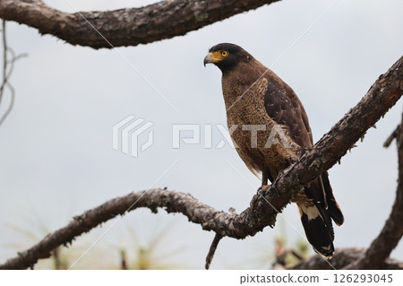 Kammuriwashi Kammuriwashi 126293045