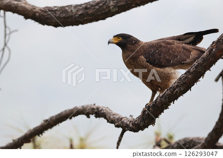 Kammuriwashi 126293047