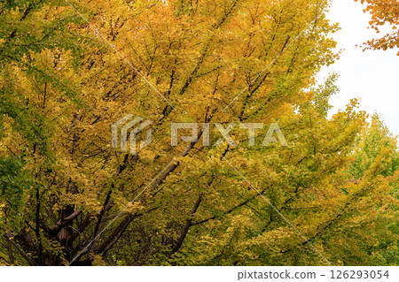 Autumn in the park colored like a brocade 126293054