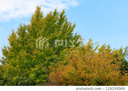 公園的秋色如織錦 公園的秋色如織錦 126293069